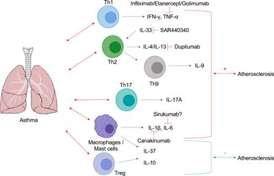 Cytokines at the Interplay Between Asthma and Atherosclerosis?